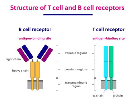 B Cells Vs T Cells Venn Diagram Lymphocytes Cells Write Brai