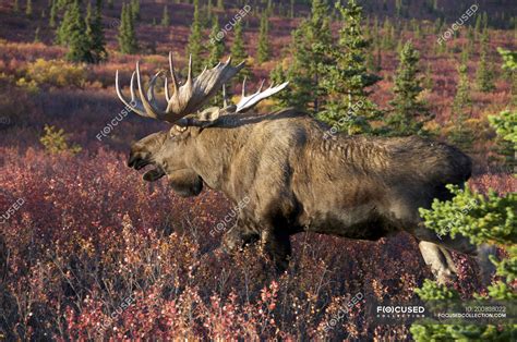 Bull moose during rutting season in tundra of Denali National Park ...