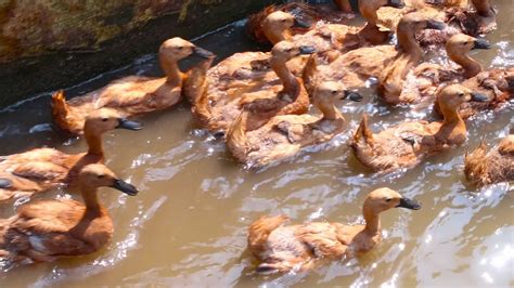 Ribuan Bebek Bebek Berenang Di Saluran Irigasi Bebek Potong Bebek