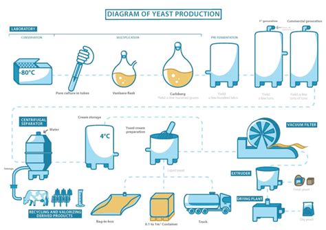 Science of Yeast: How Yeast Is Made and Works | Red Star® Yeast