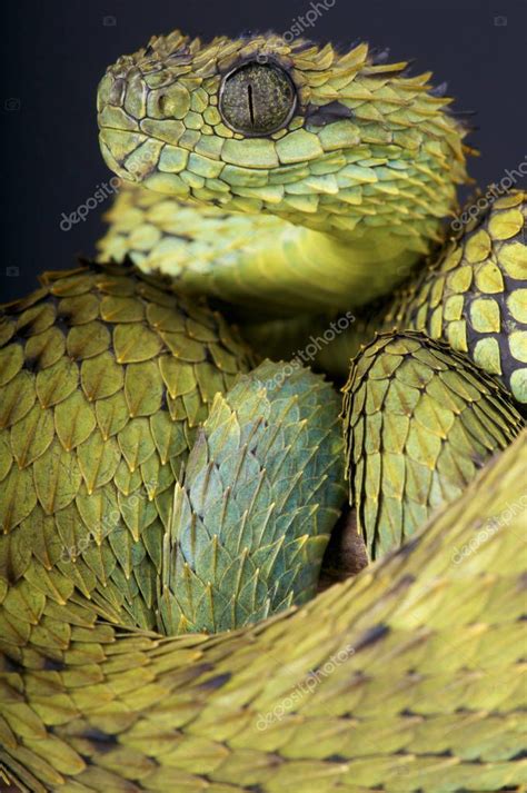 La V Bora Arbustiva Peluda Atheris Hispida Es Una Espectacular