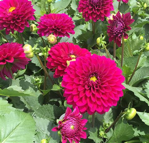 Dahlias The Dalina® Grande Series Faddegons Nursery Inc