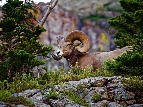 Top 10 Destinations For Wildlife Spotting In America USA Travel