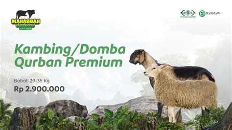 Daftar Harga Kambing Kurban 2024 Terlengkap Untuk Idul Adha