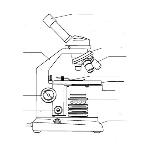 Microscope Exam Review Diagram Quizlet