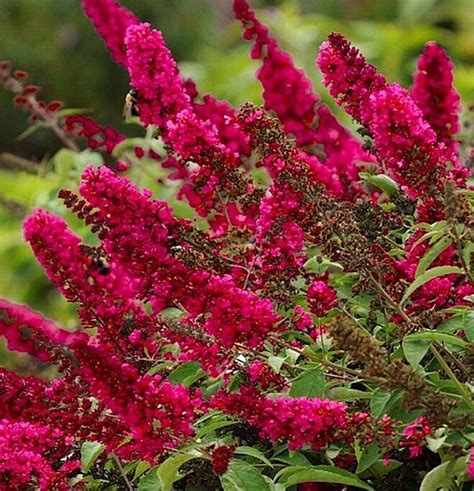 Buddleja Prince Charming Kwekerij Margriet