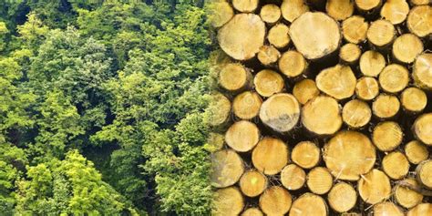 Piles Of Tree Trunks In A Forest Timber Wood Industry Deforestation