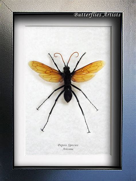 Giant Arizona Pepsis Species Tarantula Hawk Stinger Real Wasp Entomology Display Bees