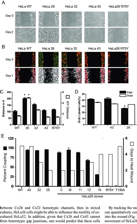 Cx26 Expression Increases Hela Cell Migration In Wound Healing Assay