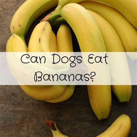 Can Dogs Eat Bananas