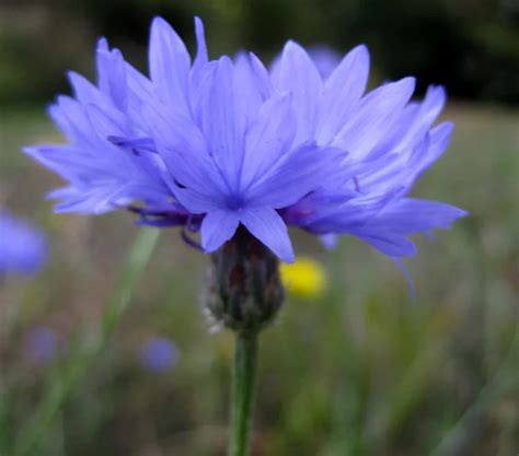 Centaurea Cyanus Bachelors Button Cornflower Growing Guide