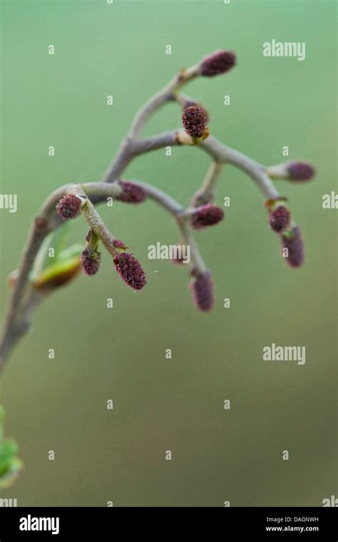 Common Alder Black Alder European Alder Alnus Glutinosa Branch