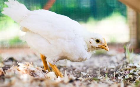 Leghorn Chickens Breed Profile And Facts Learnpoultry