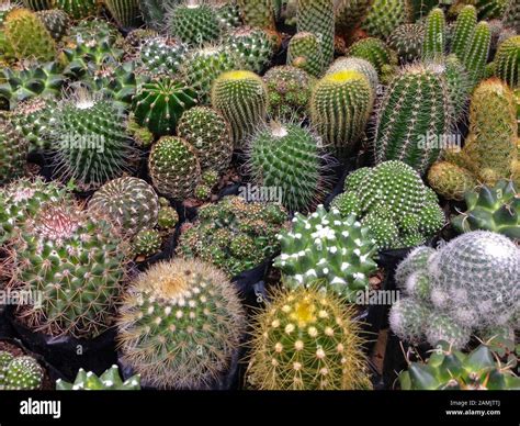 Una Colección De Cactus El Cactus Es Una Planta Espinosa Vienen En Varios Tamaños Y Formas Su