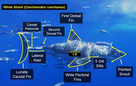 Juvenile White Shark Behavior And Biology Shark Lab California