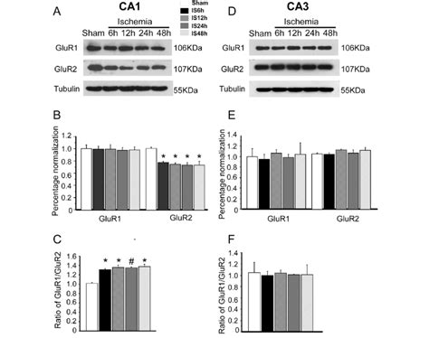 Changes In Protein Levels Of AMPAR Receptor Subunits GluR1 And GluR2