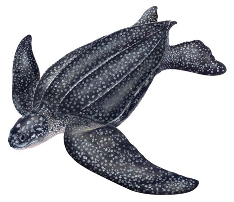Leatherback Sea Turtle