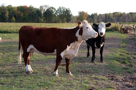 Hereford cattle Stock Photos, Royalty Free Hereford cattle Images ...