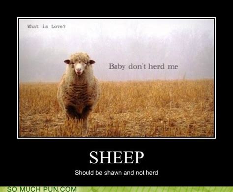 Puns - sheep - Funny Puns - Pun Pictures - Cheezburger