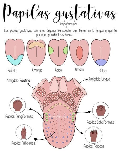 Papilas Gustativas En La Lengua Umami