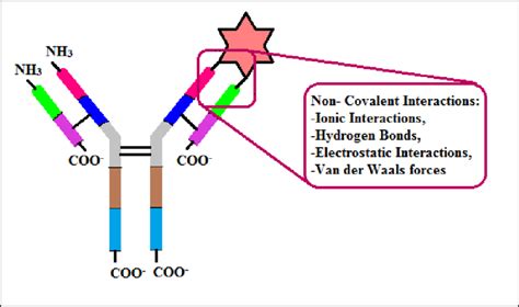 A Diagrammatic Representation Of Antigen Antibody Interaction Download Scientific Diagram