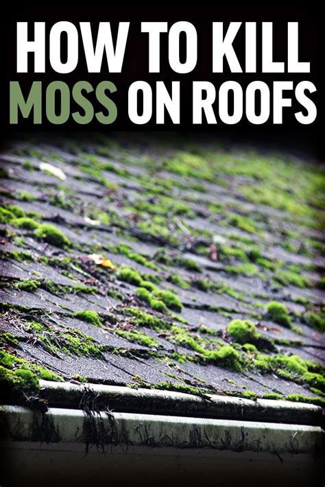 How To Kill Roof Moss Prevent Damage And Protect Your Home