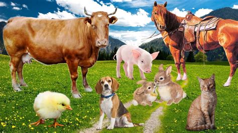 Learn The Animals Farm And Sound Cow Horse Dog Cat Chicken