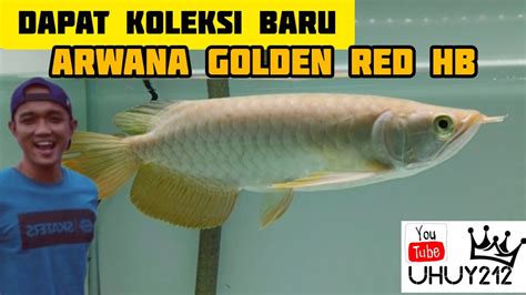 Unboxing Lagi Arwana Golden Red Hb Youtube