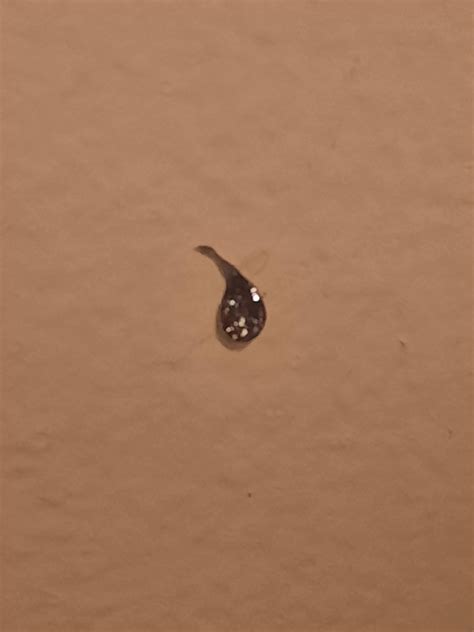 I Just Found This Weird Thing On My Bedroom Wall Its About 5