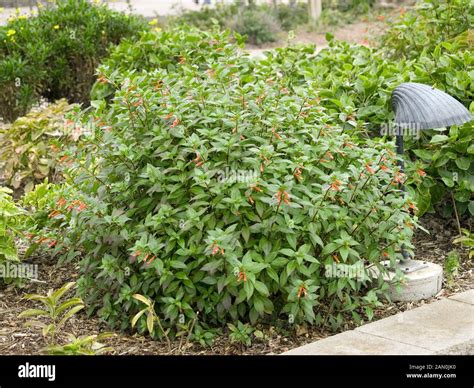 Cuphea Ignea Cigar Plant And Shell Light Stock Photo Alamy