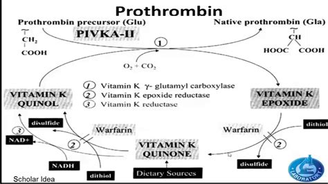 Prothrombin Synthesis in the liver !!! - YouTube