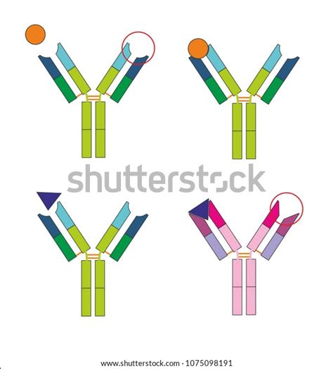 Antibody And Antigen Stock Vector Illustration Of Heavy