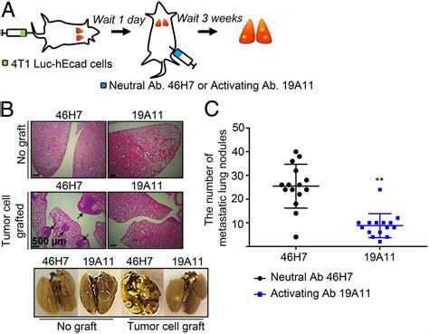 The Functional Activity Of E Cadherin Controls Tumor Cell Metastasis At