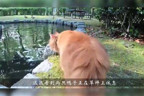 猫咪想要抓鸭子，不料下一秒掉进了河里，看完憋住别笑！鸭子猫咪