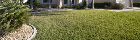 Groundcovers And Lawngrasses UF IFAS Extension