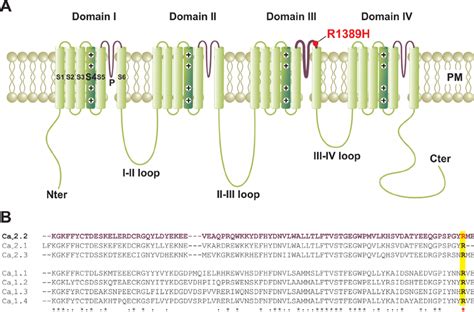 A Schematic Membrane Topology Of The Ca V Pore Forming Subunit Of