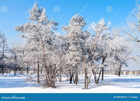 Bois De Bouleau En Hiver Russie Photo Stock Image Du Horizontaux