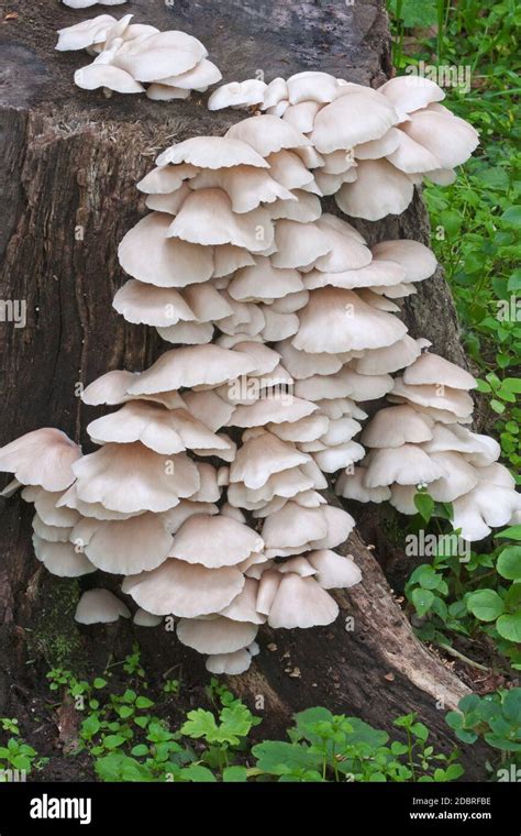 Indian Oyster Mushrooms Pleurotus Pulmonarius Called Italian Oyster