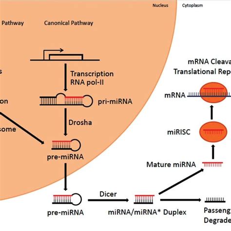 Pdf Circulating Micrornas Potential Biomarkers In Cancer Detection