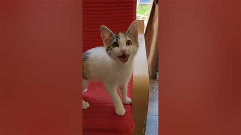 The Kitten Is Yelling For Going Out Funnyvideo Kitten Youtube