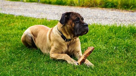 Cane Corso Guard Dog: Traits That Make Them Ideal Protectors