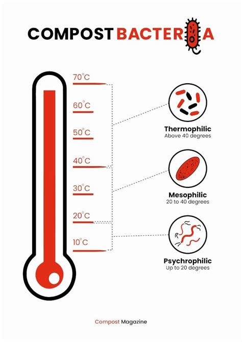 Thermophilic Bacteria Examples