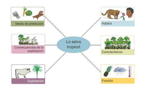 Ecosistema De Las Selvas Tropicales CREA