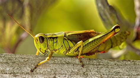 The Best Engaging Interesting Facts About Crickets