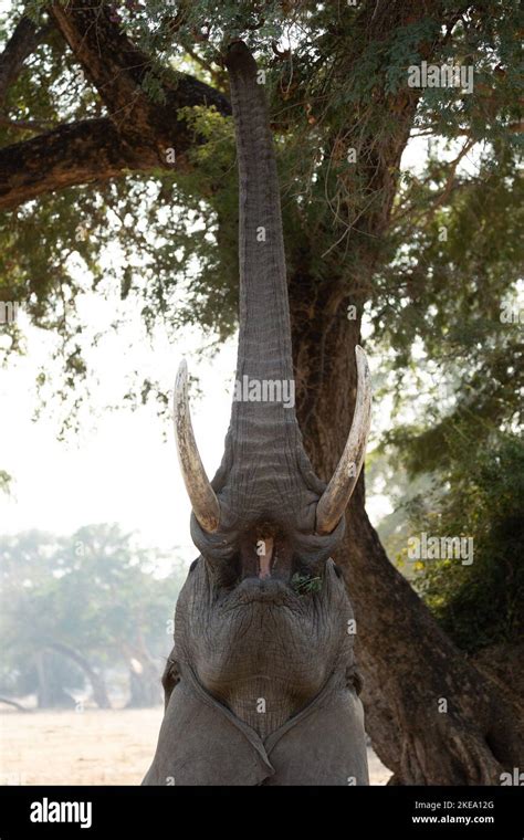 Mana Pools in Simbabwe ist bekannt für Elefanten extrem freundlich