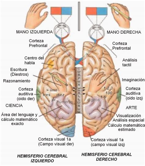 TEST DE HEMISFERIOS CEREBRALES Gratis DESCARGAR PDF