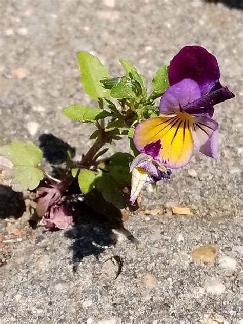 Wildes Hornveilchen Viola Cornuta Wildes Horn Veilch Flickr