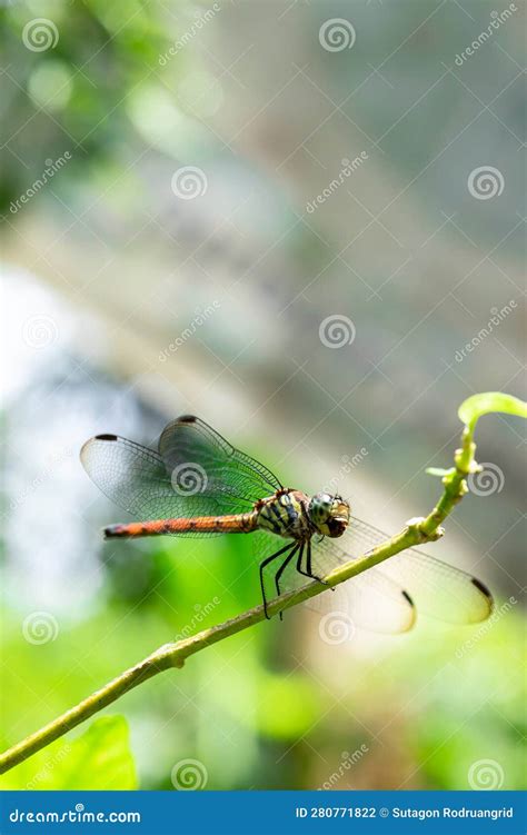 View Of A Beautiful Yellow Dragonfly On Top Of Branches With Parasites