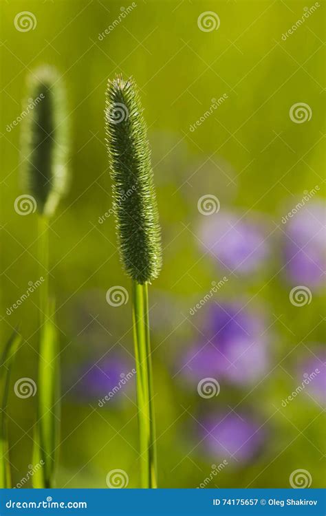 Field Timothy Grass Phleum Phleoides Stock Image Image Of Fauna