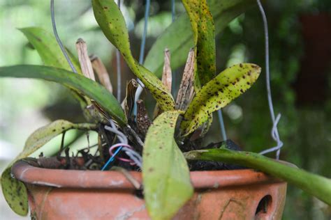 Orchideen Krankheiten Schädlinge bekämpfen Plantura